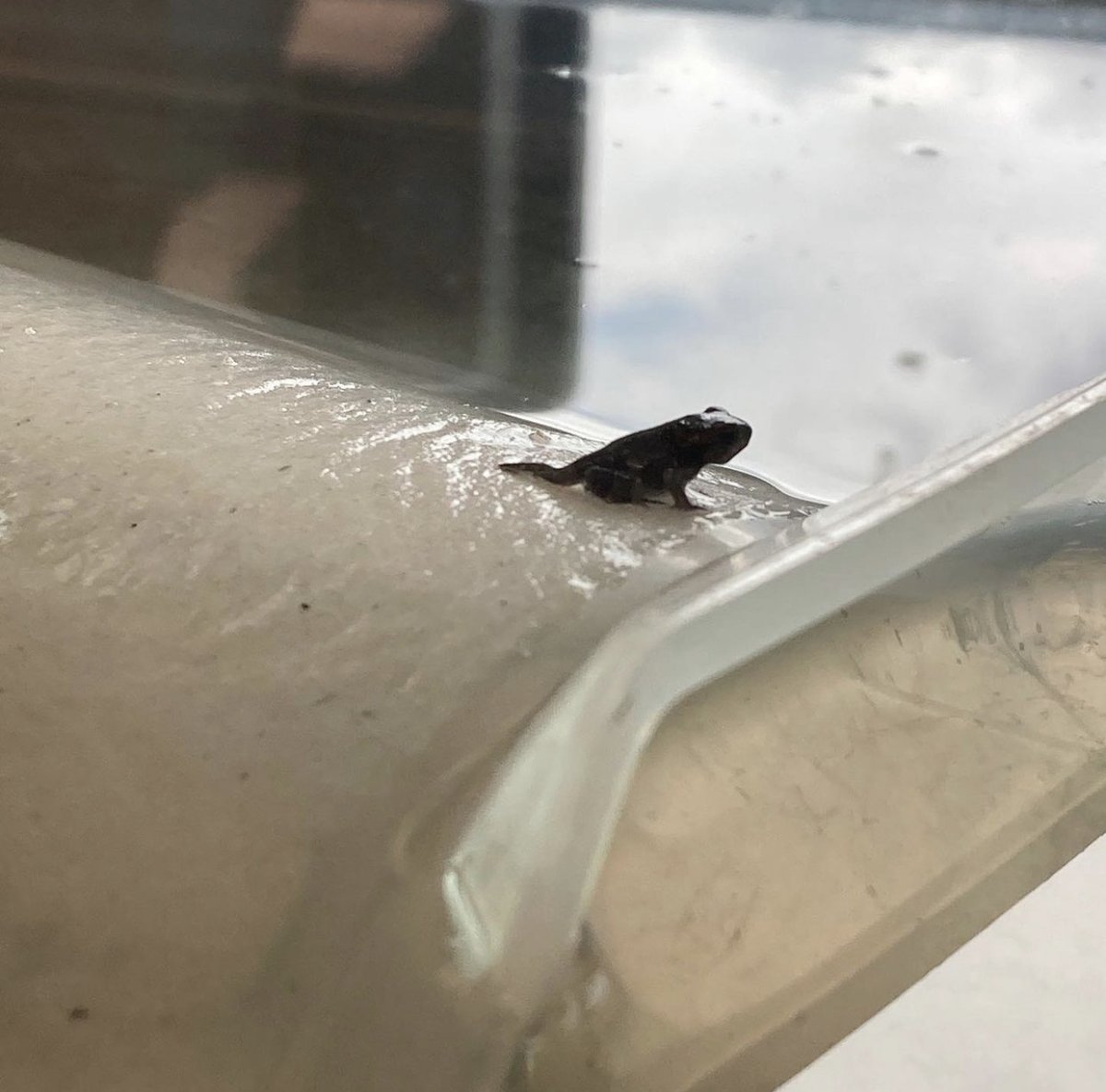 NOLAFSME's tweet photo. 🚨Sci High Students caught in action!! Check out Mr. Dunn's Environmental Science class, calculating species density on the greenway. And...a photo of the first baby toad to metamorphose in the classroom tank. If you see them, honk and wave👋
.
.
.
#scihigh #fsme #noscihigh #stem https://t.co/DZVFRlDvwe