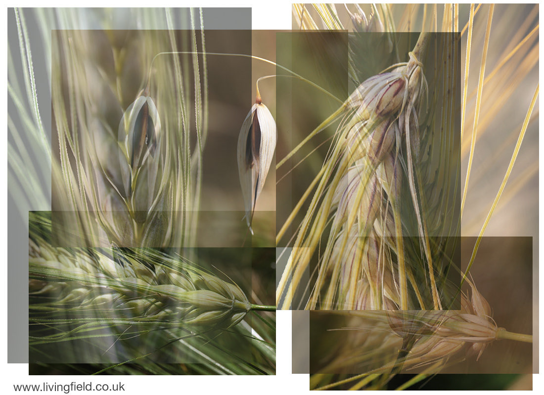 LField2020's tweet image. With the Living Field garden no longer operating, the Editor was missing the annual display of ancient grains, so grew his own from saved seed. Such architectural splendour in these cereals - bere barley, emmer, black oat, rye, spratt barley. What’s like them today.