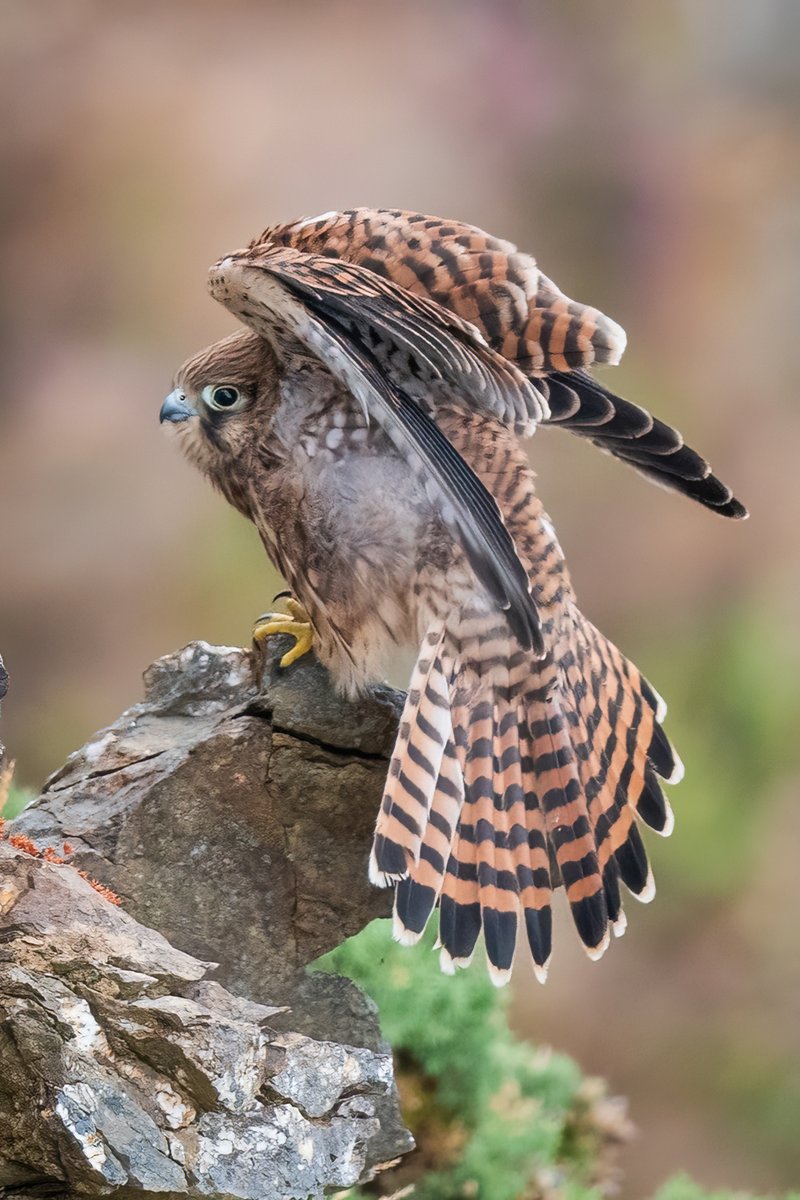 manxmannin's tweet photo. Juvenile Kestrel #isleofman #NaturePhotography #NatureBeauty #nikonphotography https://t.co/qobJf4EZMN