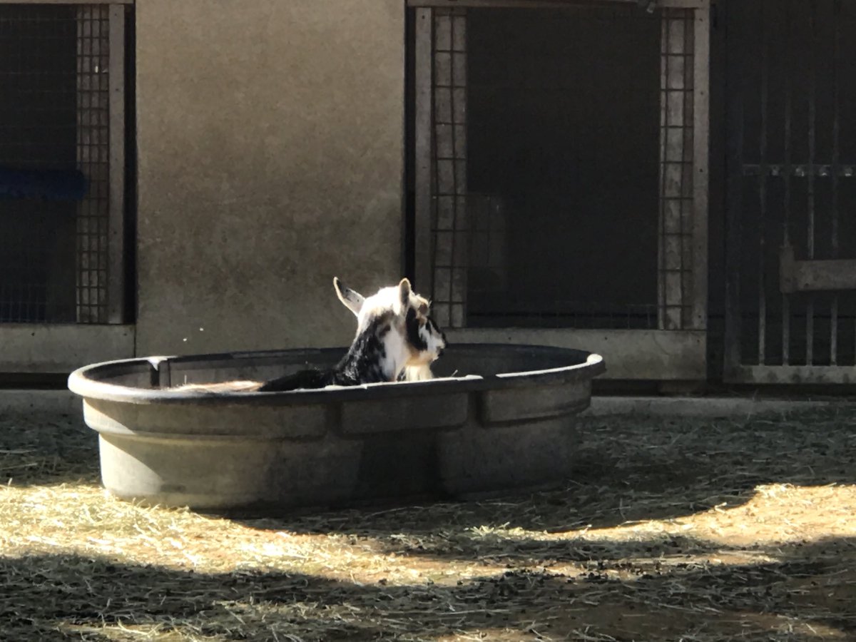 CeciliaQuick's tweet photo. Nothing like a refreshing swim on a hot day #HHPZ https://t.co/ROppzSbduy