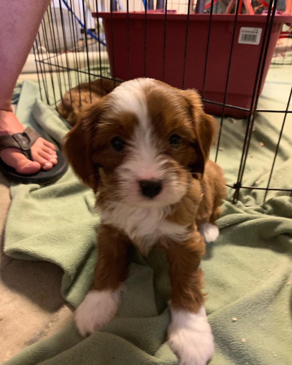 BobBecken's tweet photo. @CBC Meet 10-week-old Cavapoo, Arthur. https://t.co/FwzVMoMi0r
