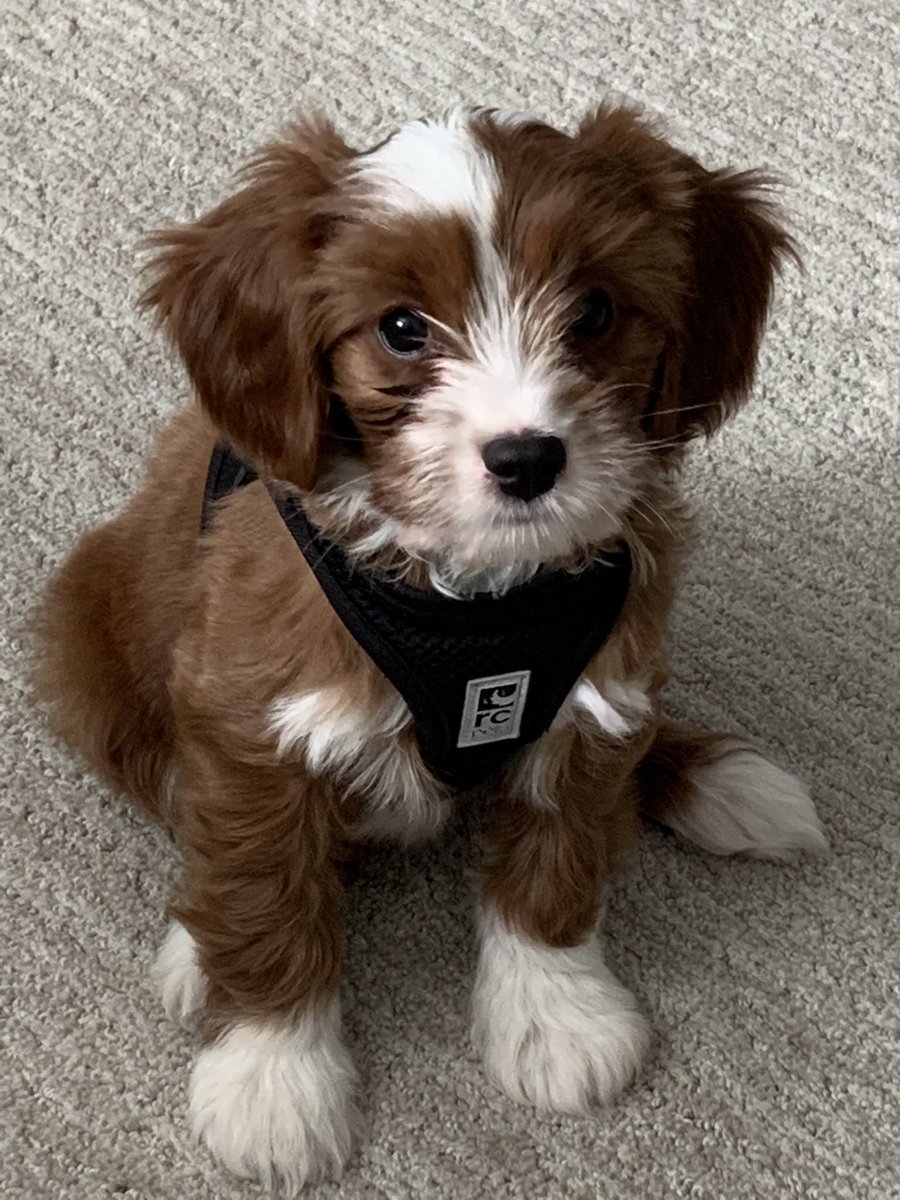 BobBecken's tweet photo. @CBC Meet 10-week-old Cavapoo, Arthur. https://t.co/FwzVMoMi0r