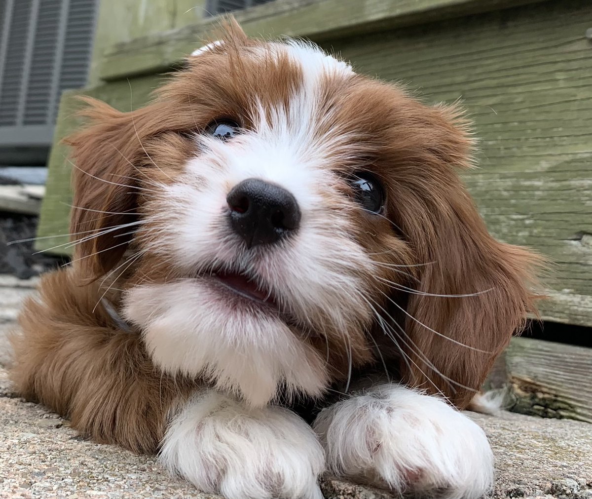 BobBecken's tweet photo. @CBC Meet 10-week-old Cavapoo, Arthur. https://t.co/FwzVMoMi0r