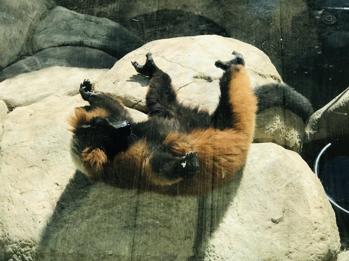 CeciliaQuick's tweet photo. Even the lemurs groove to the California sunshine #HHPZ https://t.co/Xfz8rZLXFd