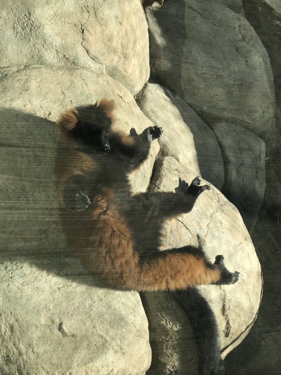 CeciliaQuick's tweet photo. Even the lemurs groove to the California sunshine #HHPZ https://t.co/Xfz8rZLXFd