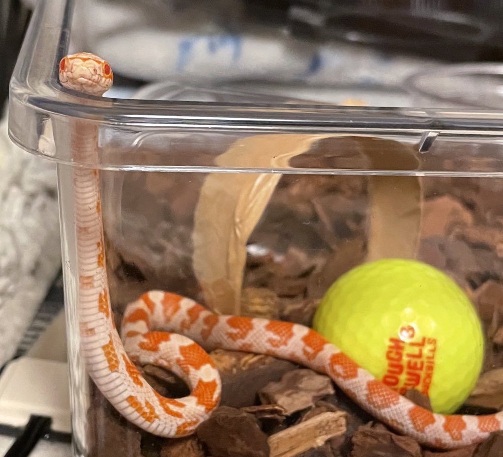 vtechumaropupu's tweet photo. 🐍ブイ(2021.11.14)
🐍テツコ(2021.12.19)
🦎まろ(2022.1.13)
#コーンスネーク
#レオパードゲッコー https://t.co/HJgPRhHDHu