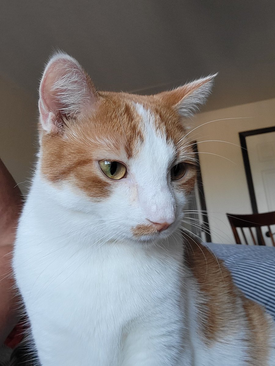 Toaster & Basil (& 🌈🌁 Nesbit) ❤️ Scruffa tweet media