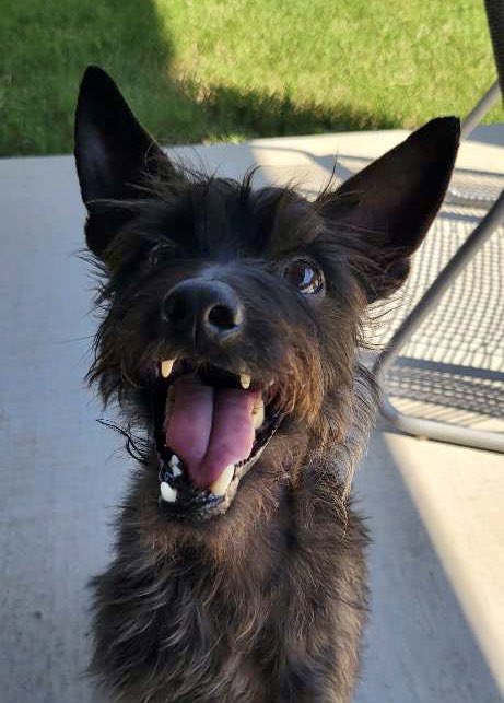 petsitco's tweet photo. Flaunt what you got… 😂❤️ Showing off the only teeth he has left. #minpinmix #homevisit #petsitter #petsitting #rogersarkansas #nwa #petsitco https://t.co/5mVurzRbMD