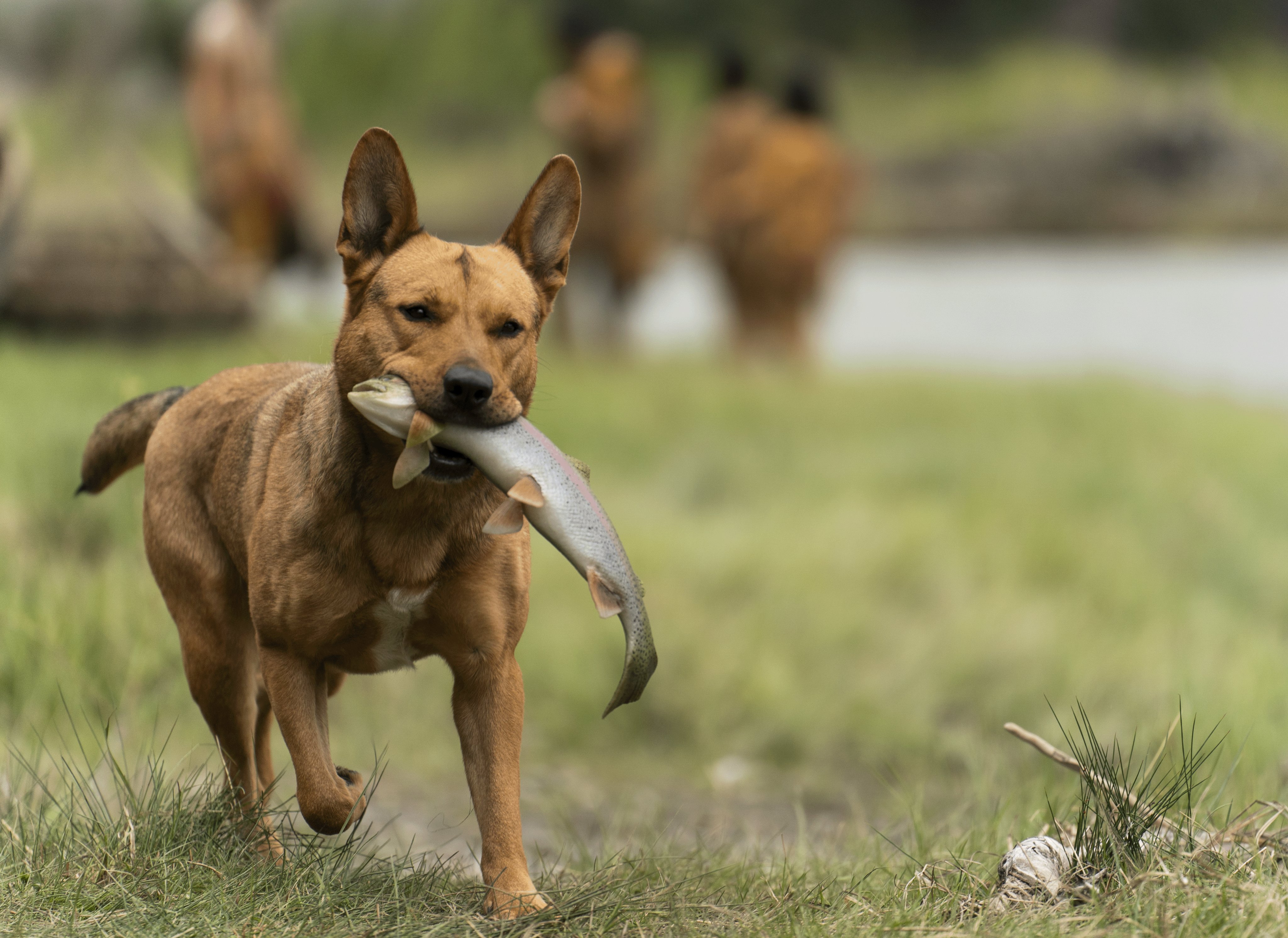 Predator (Predator) / Twitter