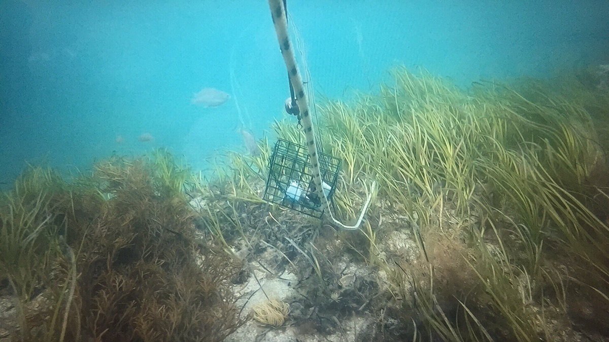 sammyblampied's tweet photo. The proportion of presence of two indicator species (#Labridae Spp. and juvenile bream #Spondyliosomacantharus) was greater within the MPAs than the nearby unprotected areas. 4/7 https://t.co/JlUJOr88mE