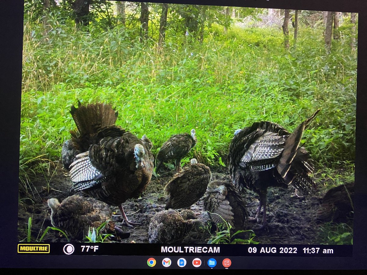 DanielMairet1's tweet photo. Not sure what these hens are strutting about? Good hatch of poults this year in Missouri.
#trailcamera
#foodplotweek
#Turkey https://t.co/iolHQw0GDE