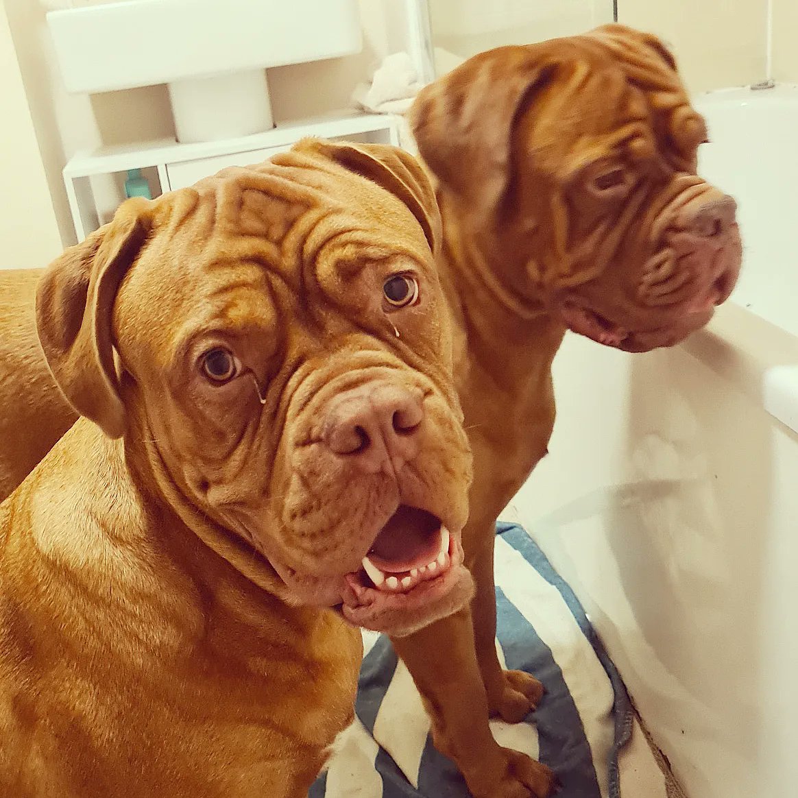 GirlSheree's tweet photo. This one is entitled: spider in the bath 😂😂 #gracelandddb #gracelandworkingdogs #gracelandkennels #Kingddb #novaddb #sydhewhytch #sydhewhytchrhion #sachella #sachellalisakudrow #spider #spidercatcher #spidercatching #spiderinthebath #spidercatch #catchingspiders #catchingspider https://t.co/vtciB25IHj