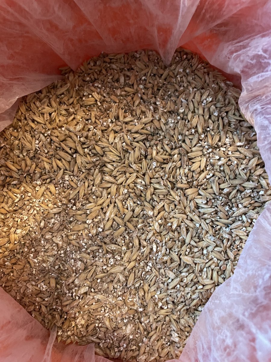As the winner of the first #BrewForGood, Aric from <a href="/sphbc/">SPHBC</a> is bringing us "Lieve Schat": a Kuytbier, an original Dutch style dating back to 1400s. Kuyt uses at least 45% malted oats and 20% malted wheat, giving the beer a pleasant grainy character with subtle notes of red berries.