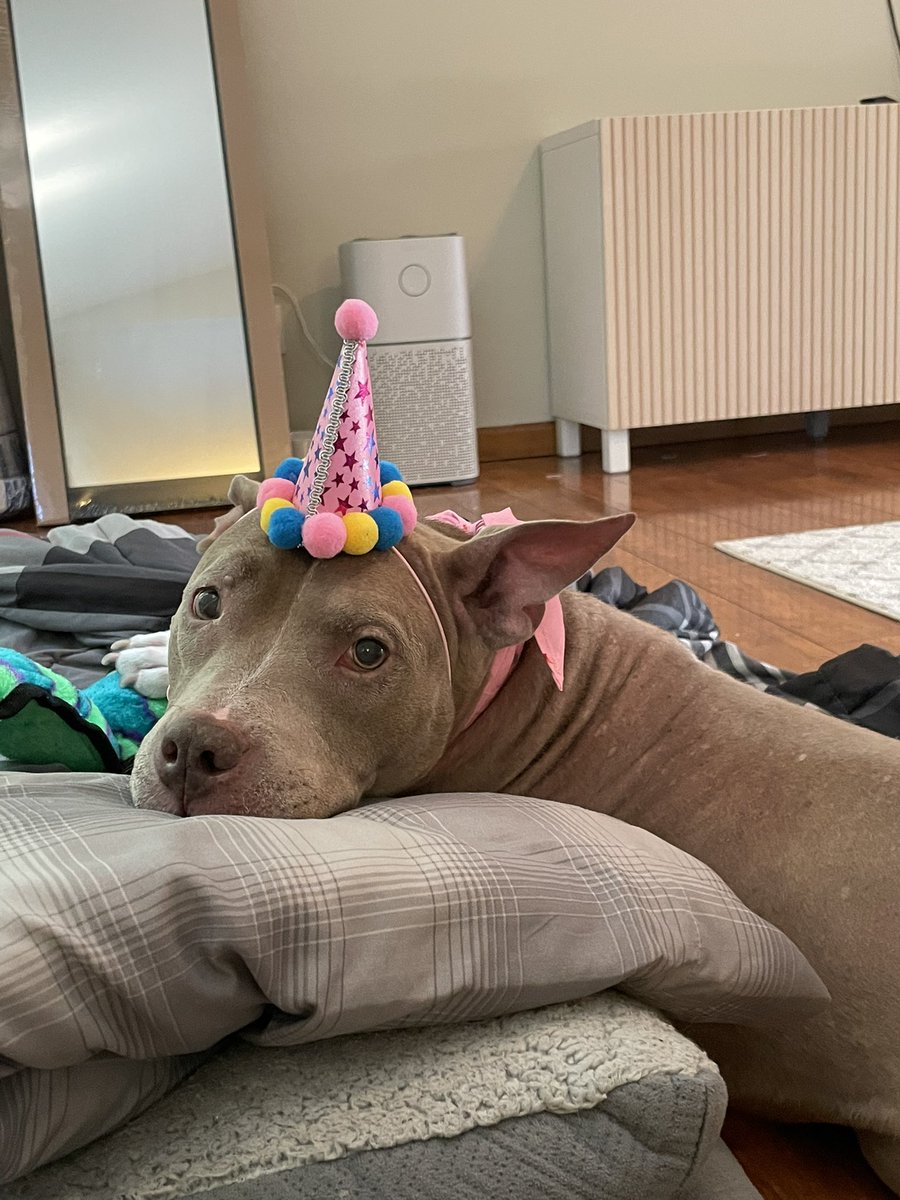 _abanashi's tweet photo. Blue turned 9 this week. Here are some pictures of her special day. She loved her new toys, burger, and cake. 💕 https://t.co/OpE93emEGe