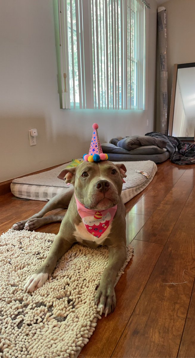 _abanashi's tweet photo. Blue turned 9 this week. Here are some pictures of her special day. She loved her new toys, burger, and cake. 💕 https://t.co/OpE93emEGe