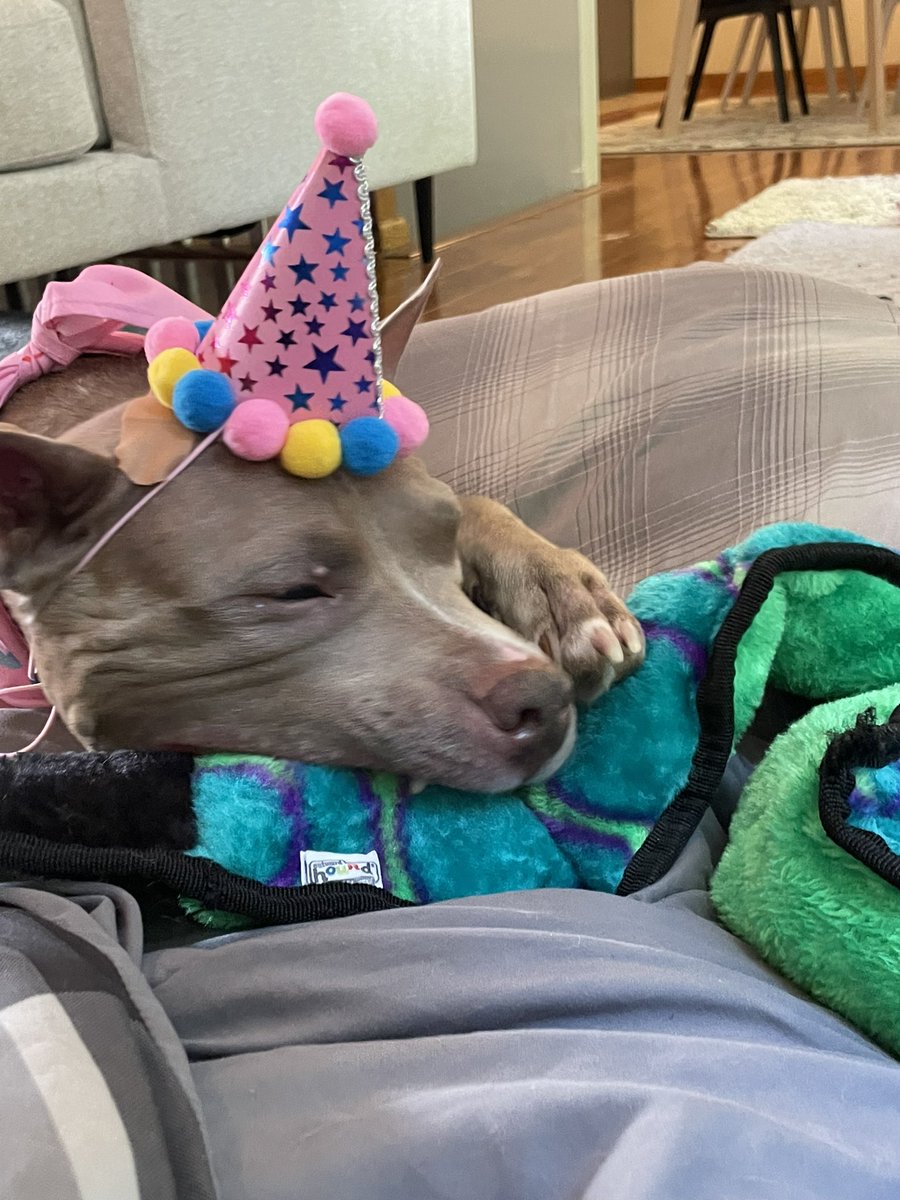 _abanashi's tweet photo. Blue turned 9 this week. Here are some pictures of her special day. She loved her new toys, burger, and cake. 💕 https://t.co/OpE93emEGe