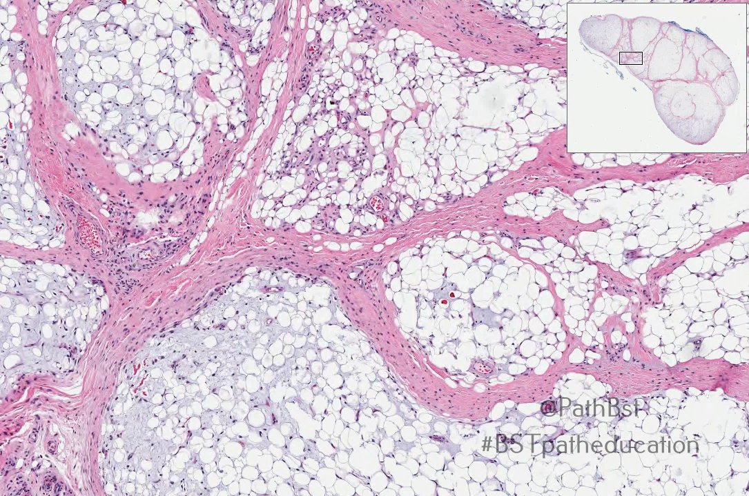 BST Path Education tweet media