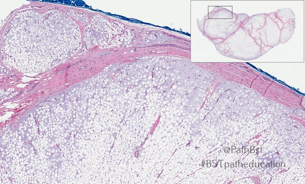 BST Path Education tweet media