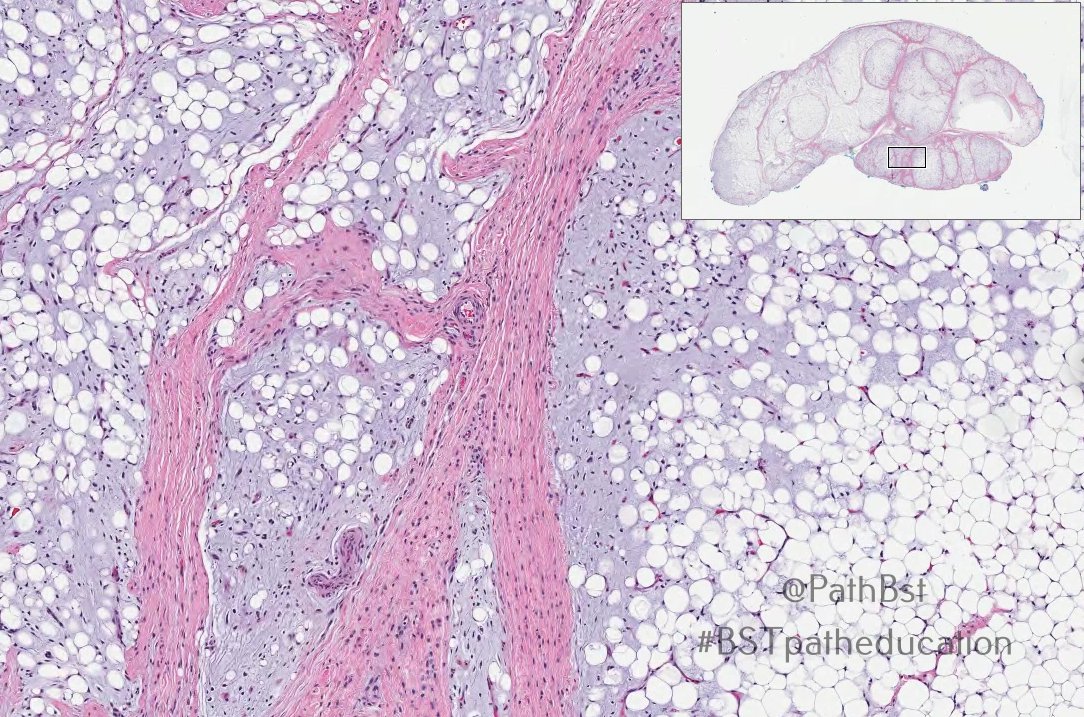 BST Path Education tweet media