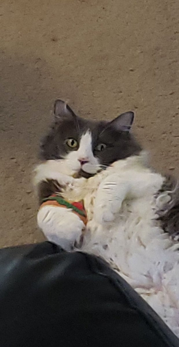 pgntyler's tweet photo. @kennreyn Caught chilling with her taco toy https://t.co/2EwxeKQnwA