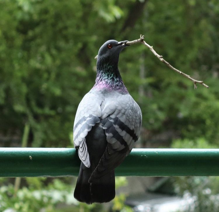 sujatasinha62's tweet photo. My balcony pigeon #dovesNpigeon #indiAves #rockpigeon #nestingmaterial #birdphotography https://t.co/L1G8grQX6I