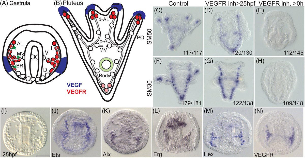 DevelopmentalDy's tweet photo. Gene regulatory networks (#GRNs) control developmental progression and #morphogenesis. Learn how the fine-tuning of GRNs during the transition from early to late #skeletogenesis drives diverse outcomes in sea urchins https://t.co/FgeAB5bCXb #IsSDB #seaurchin https://t.co/hQg8KNYIzy