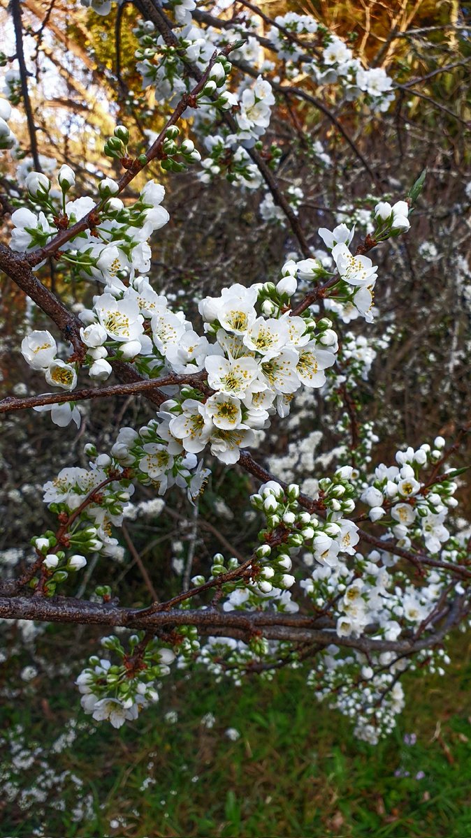 Southern Drakensberg never ceases to amaze.<a href="/cottageimvana/">Cottage Imvana (PTY) Ltd 📍Bulwer</a>'s plum tree is even bigger &amp; even more blossoms

#BulwerKZN #cottageimvana #KZNhasitall #petfriendly #selfcateringcottage #Drakensberg #TravelChatSA #SouthernDrakensberg #KwaZuluNatal #SouthAfricans #becausesouthafrica 🇿🇦