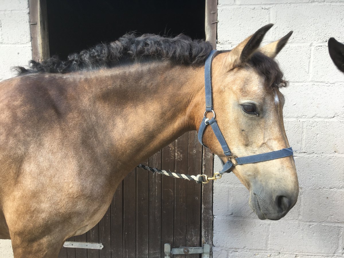 It’s an 11th place for our 50cm team in the NSEA Showjumping Championships which is a great achievement for the girls Martha, Lara and Florentine and the ponies jumped brilliantly!