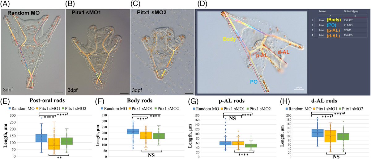 DevelopmentalDy's tweet photo. Gene regulatory networks (#GRNs) control developmental progression and #morphogenesis. Learn how the fine-tuning of GRNs during the transition from early to late #skeletogenesis drives diverse outcomes in sea urchins https://t.co/FgeAB5bCXb #IsSDB #seaurchin https://t.co/hQg8KNYIzy