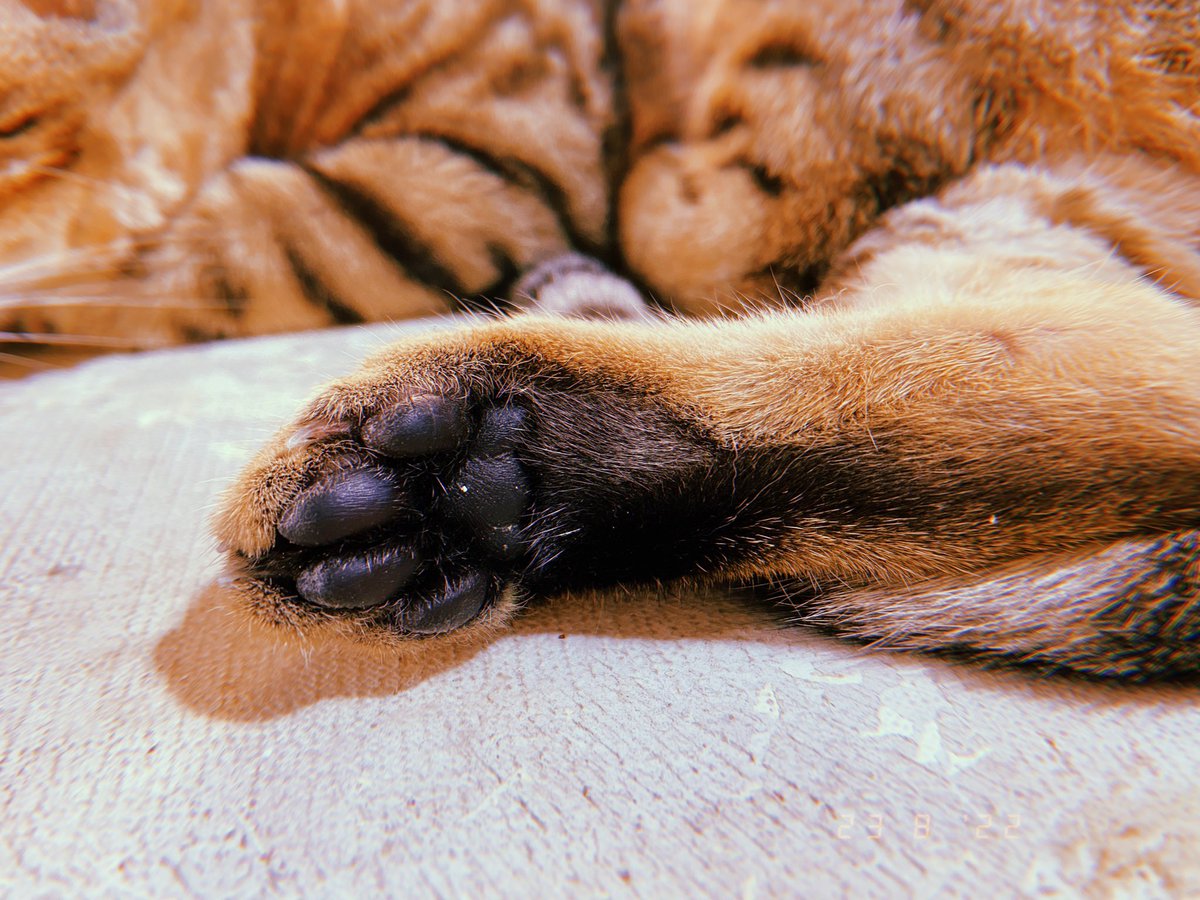 Meow 🐱