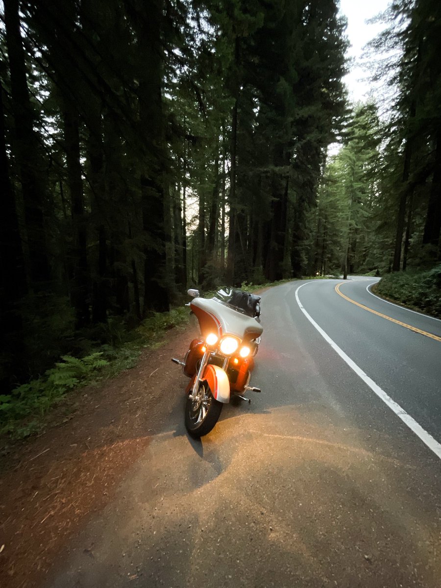 SQLFitness's tweet image. Taking the Harley through the Redwoods… that’s good for the soul!
 #HD120Sweepstakes