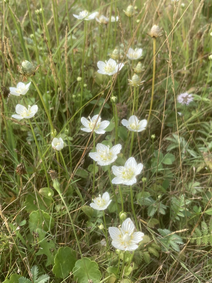 Parnassia, parnassia en nog eens parnassia! De #vandixhoorndriehoek te Hoek van Holland staat er vol mee! #regiokuststreek <a href="/ZHLandschap/">Zuid-Hollands Landschap</a> <a href="/FloraNederland/">Flora van Nederland</a> @FLORONNederland
