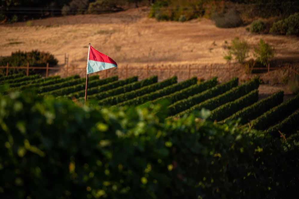 DancinVineyards's tweet photo. As #harvest season approaches, we are pleased to share that we have concluded another year of organically and #dryfarming the original estate vineyards! #dancin https://t.co/siJCunrRLL