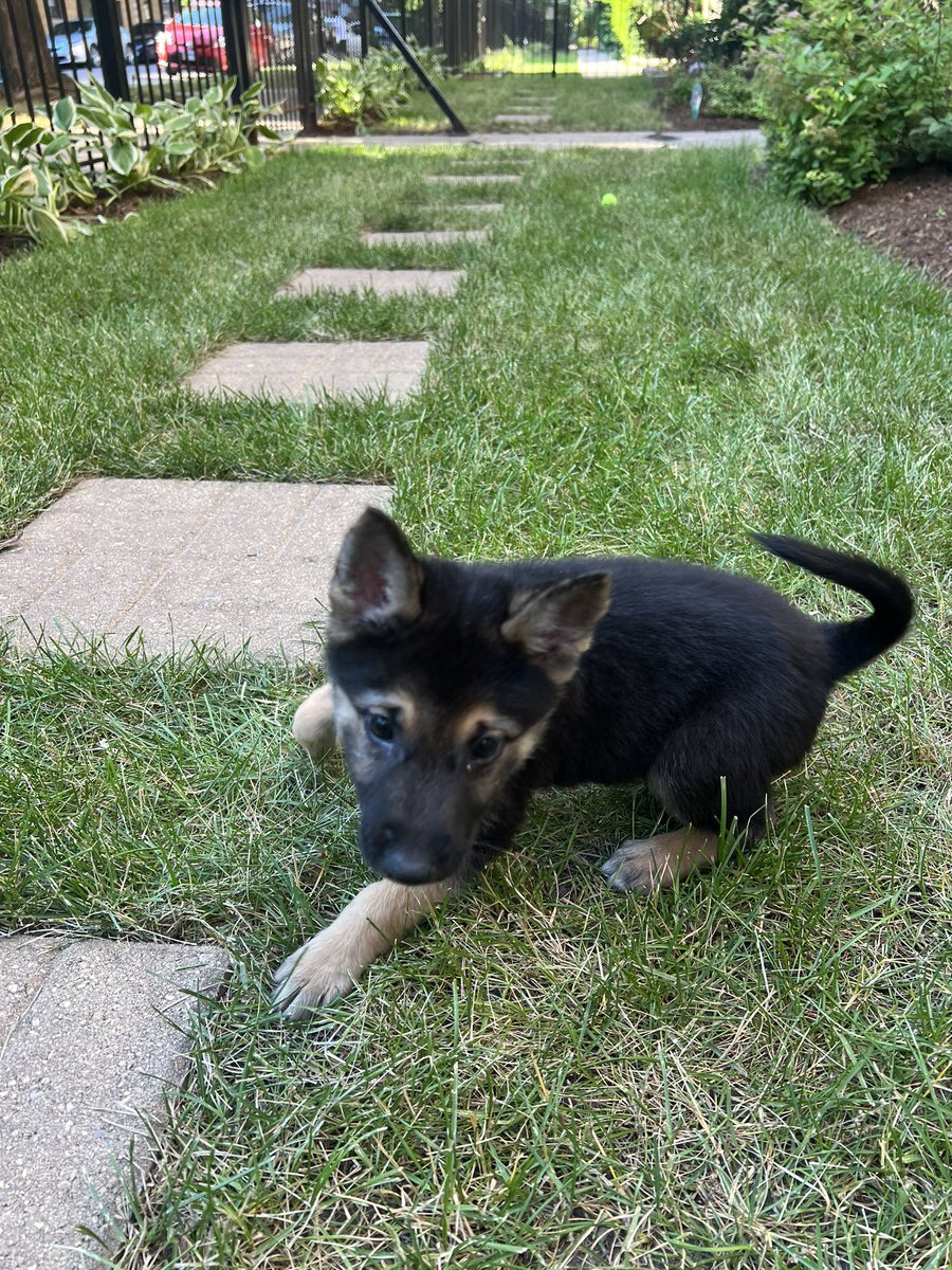 MahomestheDog's tweet photo. Today we played in the yard. I got tired so I made the human get the ball more than I did. He was spraying water on the things I go potty on in the yard. I could just pee on them and they’d be wet. Makes no sense. #mahomesthedog #puppy #mylifeasadog #playingfetch https://t.co/vUjA0aw3e5
