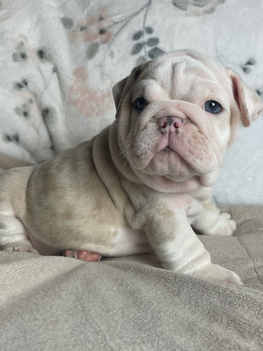 Chfountaine's tweet photo. 🔥🔥🔥 Someone special needs this guy!! “Sinatra” #Englishbulldog #merlebulldog #exoticbulldog #oldblueeyes https://t.co/EJ5HrmR6LN