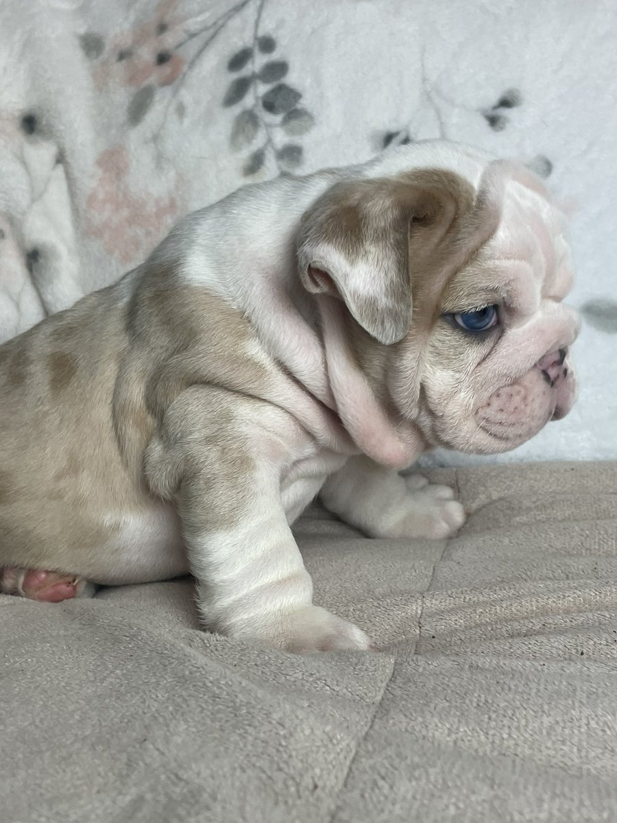 Chfountaine's tweet photo. 🔥🔥🔥 Someone special needs this guy!! “Sinatra” #Englishbulldog #merlebulldog #exoticbulldog #oldblueeyes https://t.co/EJ5HrmR6LN