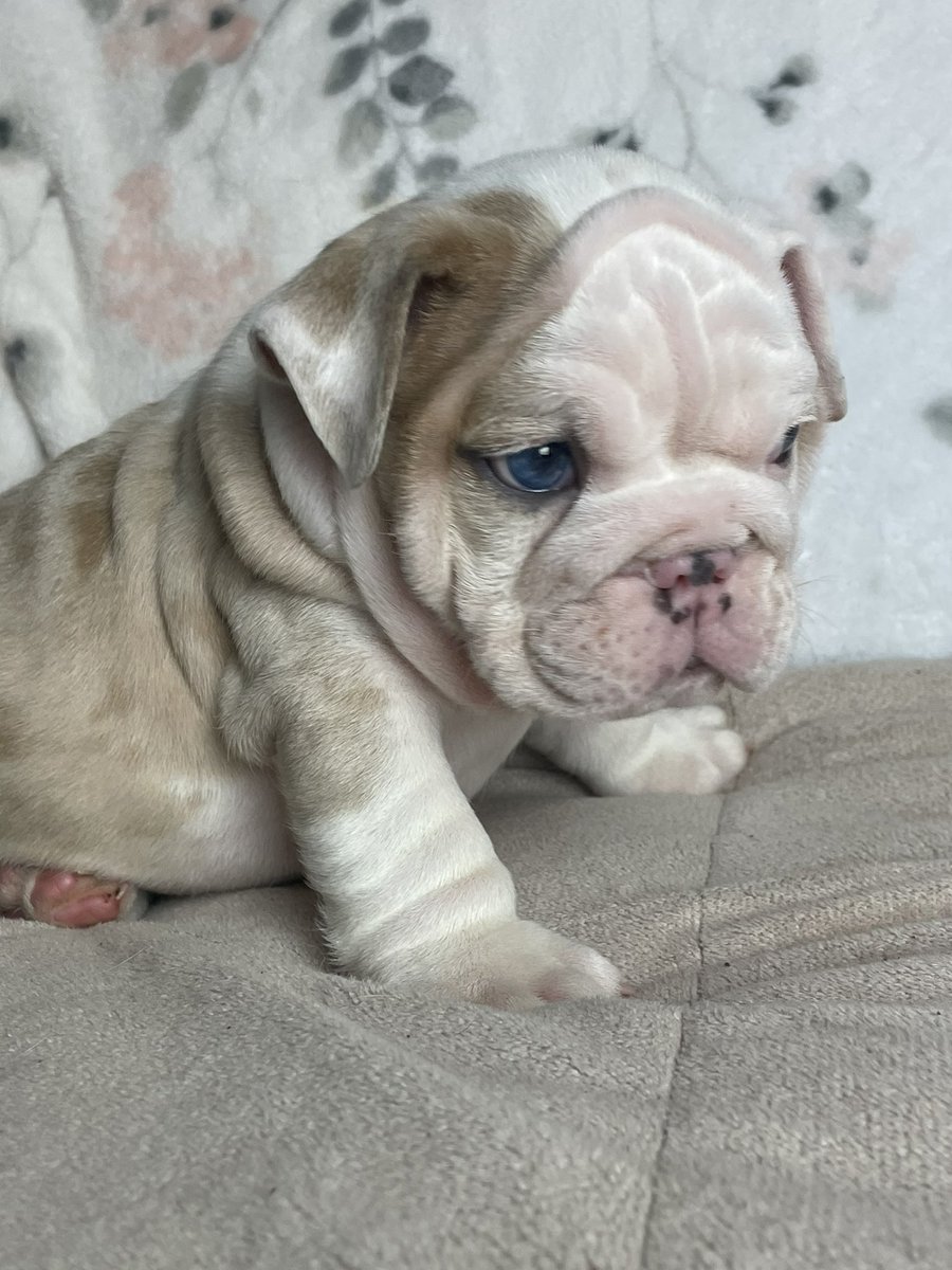 Chfountaine's tweet photo. 🔥🔥🔥 Someone special needs this guy!! “Sinatra” #Englishbulldog #merlebulldog #exoticbulldog #oldblueeyes https://t.co/EJ5HrmR6LN