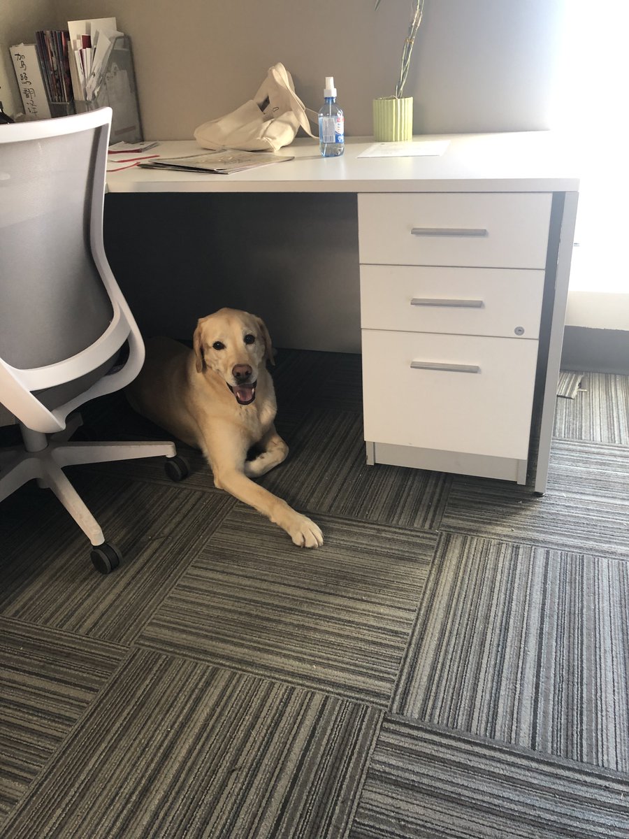 IDOMediaPrint's tweet photo. Meet Duo Duo! He has been spending time with us in our #IDOMedia head office this week and he makes sure we have a great work day! 😊🐶 #bestworkday #officedog # #workday https://t.co/7YcNtztk9K