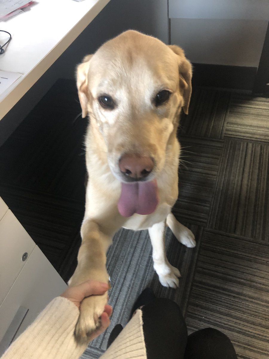 IDOMediaPrint's tweet photo. Meet Duo Duo! He has been spending time with us in our #IDOMedia head office this week and he makes sure we have a great work day! 😊🐶 #bestworkday #officedog # #workday https://t.co/7YcNtztk9K