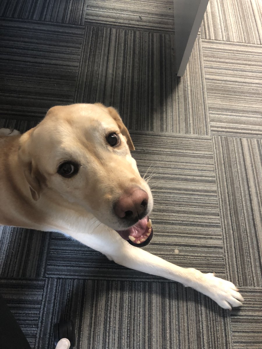 IDOMediaPrint's tweet photo. Meet Duo Duo! He has been spending time with us in our #IDOMedia head office this week and he makes sure we have a great work day! 😊🐶 #bestworkday #officedog # #workday https://t.co/7YcNtztk9K
