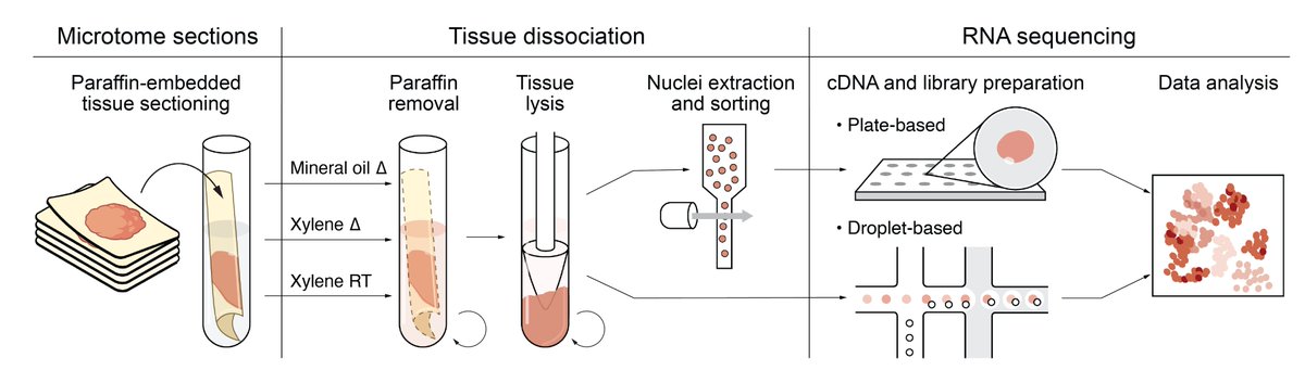 Profiling the molecular heterogeneity in diverse patients is key to precision medicine &amp; therapeutics. But single cell methods need fresh/frozen tissues (hard to scale), while FFPE tissues are routinely collected. We share single nucleus RNA-Seq for FFPE:
biorxiv.org/content/10.110…