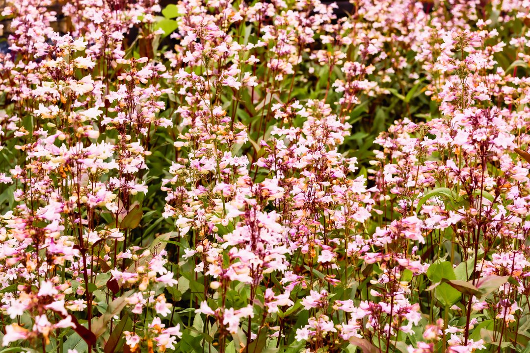 JennaM_Photo's tweet photo. Here's a field of whatever this pretty flower is for you. :) 

You can find my fine art prints for sale on my website or download and print your own copies through the link in my bio.

Fly free, lovely. https://t.co/JSjlrQYcqC