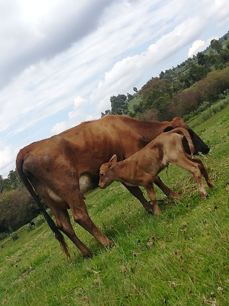 47KNY's tweet photo. 8K1➕yo 🏫Holz #Back2Roots⛰️
🌍🌱 Cherang'any Hills Slopes🔍🇰🇪
🖼️©️ Allan K😂 #KomradeUoNBI🧭🎓
#ThursdayTales🌍🇰🇪🔍🌱 https://t.co/sEYQ7ee7Ht