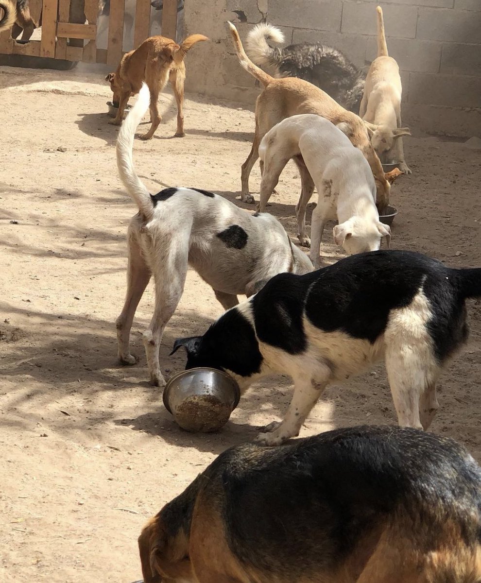 Morocco Animal Aid (@Morocanimalaid) / Twitter Morocco Animal Aid (@Morocanimalaid) / Twitter