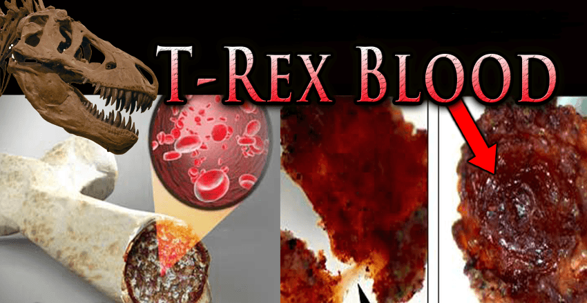 @MrJohns52403217 <a href="/Tokyogreen/">Tokyogreen</a> @TerryMo1956 It's settled, Sandy-- la la, la de da!

T-Rex got your tongue? :)

Again, 1 SINGLE 50,000 yr cycle would VAPORIZE the slightest fiber vestige soft tissue TRACE!-- LET ALONE 6,000 x 50k yr = (300M)Yrs!
Presumptuous LUNACY to think that any T-Rex blood would exit after 300M yrs!