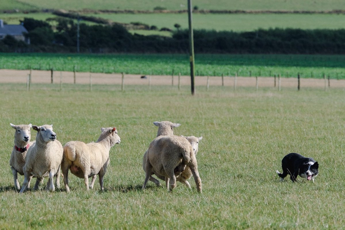 Sheepdog Editor tweet media