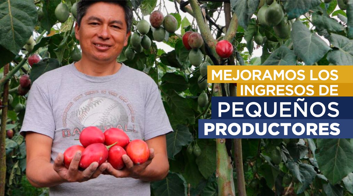 AgriculturaEc's tweet photo. Trabajamos #JuntosPorElAgro para incrementar la productividad de los cultivos, con sostenibilidad, cuidado del ambiente y aplicando Buenas Prácticas Agropecuarias. Con el Proyecto #PIATER brindamos asistencia técnica y capacitaciones a pequeños productores de todo el país. 🧑‍🌾🇪🇨 https://t.co/Ja9aCL4kmt