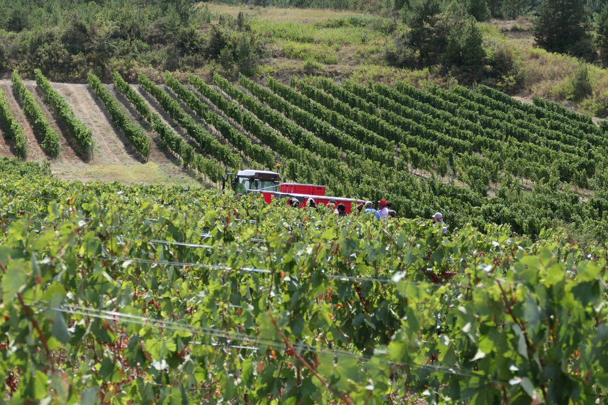 domainedelmas's tweet photo. Clap d'ouverture des #vendanges 2022 dans la Haute-Vallée de l'Aude
Toute l'équipe est en pleine action depuis lundi afin de donner vie au millésime 2022

#domainedelmas #vinbio #organicwine #harvest22 #terroir https://t.co/1jmsMPTAtW