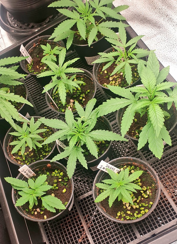 Dread Bread by Bodhi Seeds