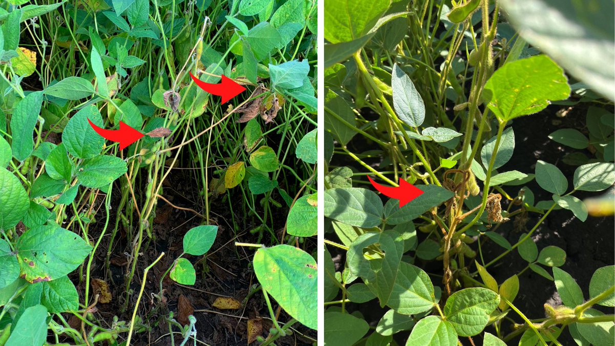 AYOS technologies tweet media